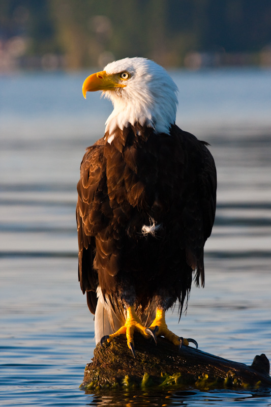 Bald Eagle